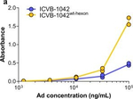 Rabbit IgG (H+L) Cross-Adsorbed Secondary Antibody in ELISA (ELISA)