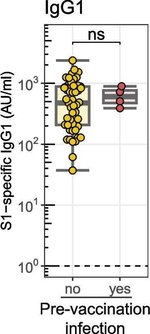 Human IgG1 Fc Secondary Antibody in Functional Assay (Functional)