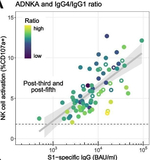 Human IgG1 Fc Secondary Antibody in Functional Assay (Functional)