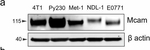 Rabbit IgG (H+L) Cross-Adsorbed Secondary Antibody in Western Blot (WB)