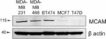 Rabbit IgG (H+L) Cross-Adsorbed Secondary Antibody in Western Blot (WB)