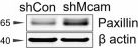 Rabbit IgG (H+L) Cross-Adsorbed Secondary Antibody in Western Blot (WB)