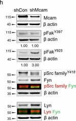 Rabbit IgG (H+L) Cross-Adsorbed Secondary Antibody in Western Blot (WB)