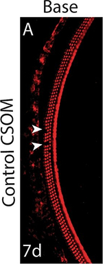 Rabbit IgG (H+L) Highly Cross-Adsorbed Secondary Antibody in Immunohistochemistry (Frozen) (IHC (F))
