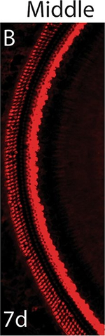 Rabbit IgG (H+L) Highly Cross-Adsorbed Secondary Antibody in Immunohistochemistry (Frozen) (IHC (F))