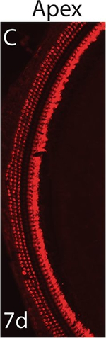 Rabbit IgG (H+L) Highly Cross-Adsorbed Secondary Antibody in Immunohistochemistry (Frozen) (IHC (F))