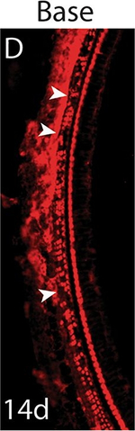 Rabbit IgG (H+L) Highly Cross-Adsorbed Secondary Antibody in Immunohistochemistry (Frozen) (IHC (F))