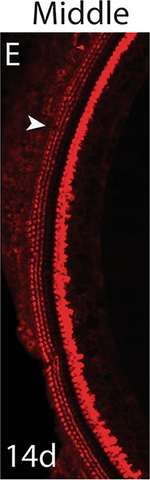 Rabbit IgG (H+L) Highly Cross-Adsorbed Secondary Antibody in Immunohistochemistry (Frozen) (IHC (F))
