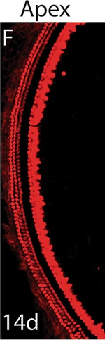 Rabbit IgG (H+L) Highly Cross-Adsorbed Secondary Antibody in Immunohistochemistry (Frozen) (IHC (F))