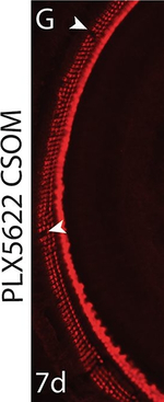 Rabbit IgG (H+L) Highly Cross-Adsorbed Secondary Antibody in Immunohistochemistry (Frozen) (IHC (F))