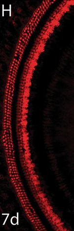 Rabbit IgG (H+L) Highly Cross-Adsorbed Secondary Antibody in Immunohistochemistry (Frozen) (IHC (F))