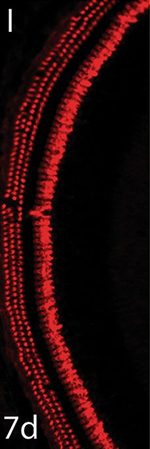 Rabbit IgG (H+L) Highly Cross-Adsorbed Secondary Antibody in Immunohistochemistry (Frozen) (IHC (F))