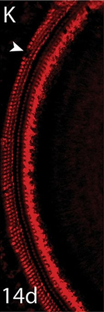 Rabbit IgG (H+L) Highly Cross-Adsorbed Secondary Antibody in Immunohistochemistry (Frozen) (IHC (F))