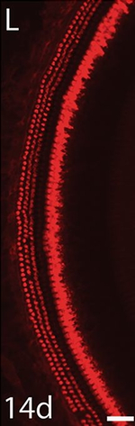 Rabbit IgG (H+L) Highly Cross-Adsorbed Secondary Antibody in Immunohistochemistry (Frozen) (IHC (F))
