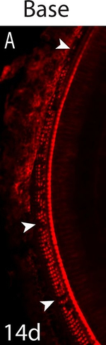 Rabbit IgG (H+L) Highly Cross-Adsorbed Secondary Antibody in Immunohistochemistry (Frozen) (IHC (F))