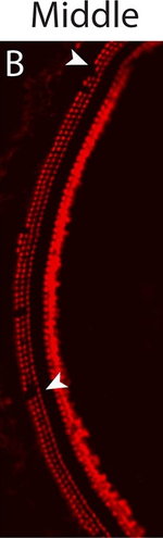 Rabbit IgG (H+L) Highly Cross-Adsorbed Secondary Antibody in Immunohistochemistry (Frozen) (IHC (F))