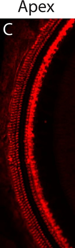 Rabbit IgG (H+L) Highly Cross-Adsorbed Secondary Antibody in Immunohistochemistry (Frozen) (IHC (F))