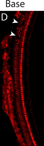 Rabbit IgG (H+L) Highly Cross-Adsorbed Secondary Antibody in Immunohistochemistry (Frozen) (IHC (F))