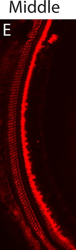 Rabbit IgG (H+L) Highly Cross-Adsorbed Secondary Antibody in Immunohistochemistry (Frozen) (IHC (F))