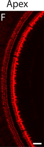 Rabbit IgG (H+L) Highly Cross-Adsorbed Secondary Antibody in Immunohistochemistry (Frozen) (IHC (F))