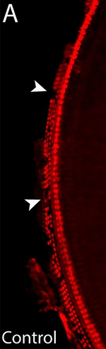 Rabbit IgG (H+L) Highly Cross-Adsorbed Secondary Antibody in Immunohistochemistry (Frozen) (IHC (F))