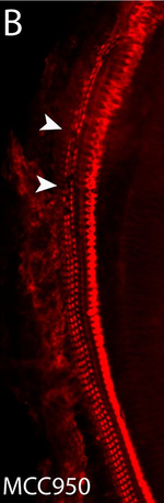 Rabbit IgG (H+L) Highly Cross-Adsorbed Secondary Antibody in Immunohistochemistry (Frozen) (IHC (F))