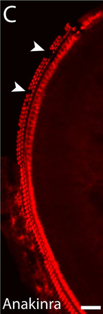 Rabbit IgG (H+L) Highly Cross-Adsorbed Secondary Antibody in Immunohistochemistry (Frozen) (IHC (F))