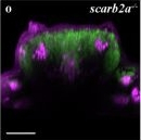 Rabbit IgG (H+L) Cross-Adsorbed Secondary Antibody in Immunohistochemistry (PFA fixed) (IHC (PFA))