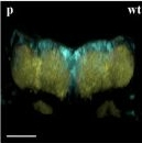 Mouse IgG (H+L) Cross-Adsorbed Secondary Antibody in Immunohistochemistry (PFA fixed) (IHC (PFA))