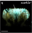 Mouse IgG (H+L) Cross-Adsorbed Secondary Antibody in Immunohistochemistry (PFA fixed) (IHC (PFA))