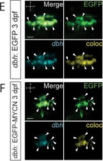 Rabbit IgG (H+L) Cross-Adsorbed Secondary Antibody in Immunocytochemistry (ICC/IF)