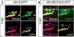 Mouse IgG1 Cross-Adsorbed Secondary Antibody in Immunocytochemistry (ICC/IF)
