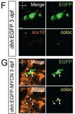 Rabbit IgG (H+L) Cross-Adsorbed Secondary Antibody in Immunocytochemistry (ICC/IF)