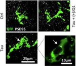 Chicken IgY (H+L) Secondary Antibody in Immunocytochemistry (ICC/IF)