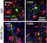 Chicken IgY (H+L) Secondary Antibody in Immunocytochemistry (ICC/IF)