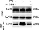 Mouse IgG (H+L) Secondary Antibody in Western Blot (WB)