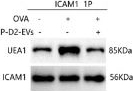 Mouse IgG (H+L) Secondary Antibody in Western Blot (WB)