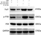 Rabbit IgG (H+L) Secondary Antibody in Western Blot (WB)