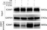 Mouse IgG (H+L) Secondary Antibody in Western Blot (WB)