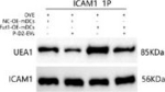 Mouse IgG (H+L) Secondary Antibody in Western Blot (WB)