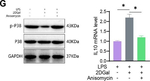 Rabbit IgG (H+L) Secondary Antibody in Western Blot (WB)