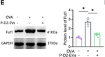 Rabbit IgG (H+L) Secondary Antibody in Western Blot (WB)