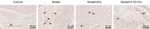Rat IgG (H+L) Secondary Antibody in Immunohistochemistry (Paraffin) (IHC (P))
