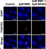 Rabbit IgG (H+L) Highly Cross-Adsorbed Secondary Antibody in Immunocytochemistry (ICC/IF)