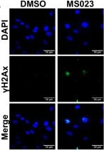 Mouse IgG, IgM, IgA (H+L) Secondary Antibody in Immunocytochemistry (ICC/IF)