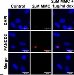 Rabbit IgG (H+L) Highly Cross-Adsorbed Secondary Antibody in Immunocytochemistry (ICC/IF)