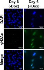 Mouse IgG, IgM, IgA (H+L) Secondary Antibody in Immunocytochemistry (ICC/IF)