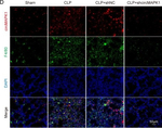 Mouse IgG (H+L) Highly Cross-Adsorbed Secondary Antibody in Immunocytochemistry (ICC/IF)