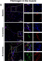 Rat IgG (H+L) Cross-Adsorbed Secondary Antibody in Immunohistochemistry (Frozen) (IHC (F))
