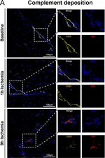 Mouse IgG (H+L) Highly Cross-Adsorbed Secondary Antibody in Immunohistochemistry (Frozen) (IHC (F))